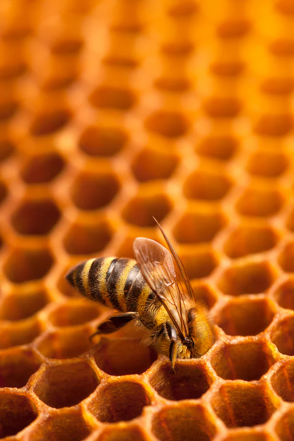 Photos d’une ruche d’abeilles permettant d’illustrer la série raw materials